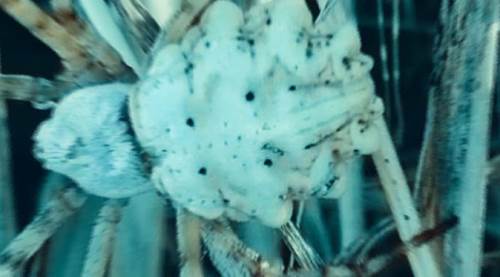 Eskişehir’in ardından bu kez o ilde görüldü! 