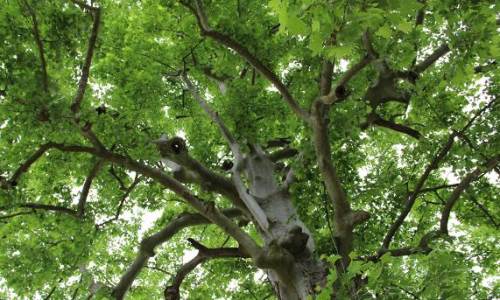 Eskişehir'in ciğerlerine takviye: 1 milyon 264 bin...