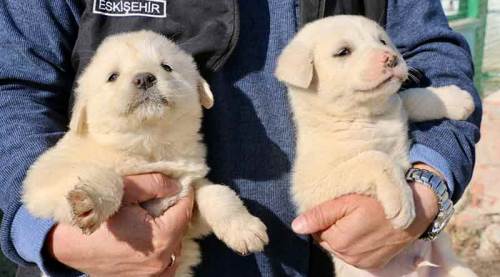 Eskişehir’in çoban köpekleri çipleniyor