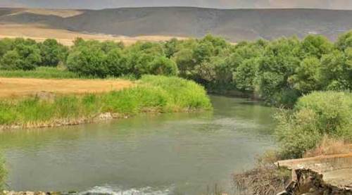Eskişehir'in en önemli sulak alanında istilacı alarmı!