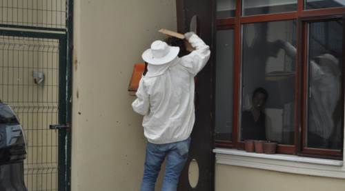 Eskişehir'in göbeğinde "arı kolonisi" kurdu!