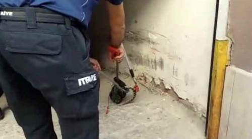 Eskişehir'in göbeğinde "zehirli yılan" şoku yaşanıyor