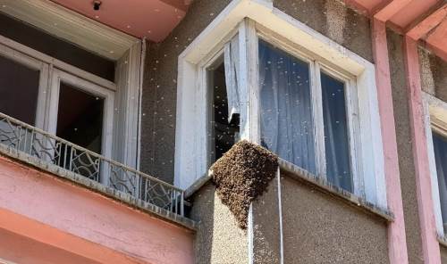 Eskişehir’in göbeğinde arılar oğul verdi: Apartmanı sardılar