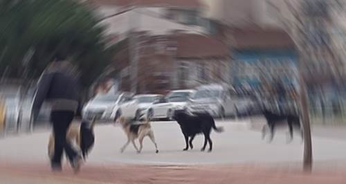 Eskişehir'in göbeğinde başıboşlar! Tedirgin edici görüntü...