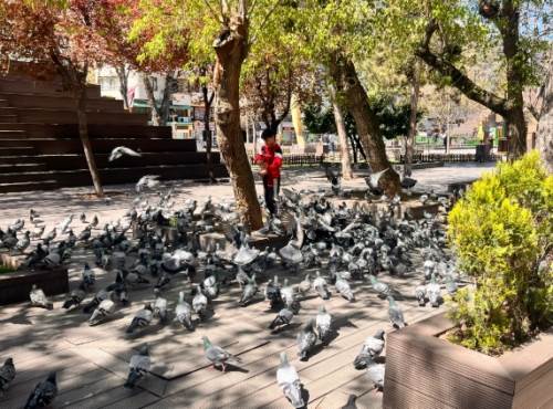 Eskişehir'in göbeğinde içleri ısıtan görüntü