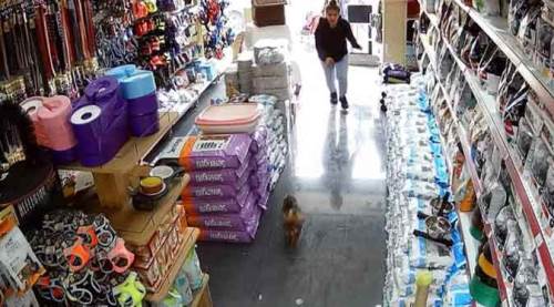 Eskişehir'in göbeğinde pitbull vahşeti!