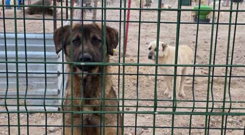 Eskişehir'in gündemine bomba gibi düşen görüntülere Albayrak'tan sert tepki