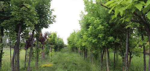 Eskişehir'in gündemine düşen ağaç tartışmasına belediyeden net yanıt