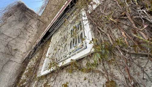 Eskişehir’in Hal Camii’nde bahar hareketliliği: Sarmaşıklar yeniden canlandı