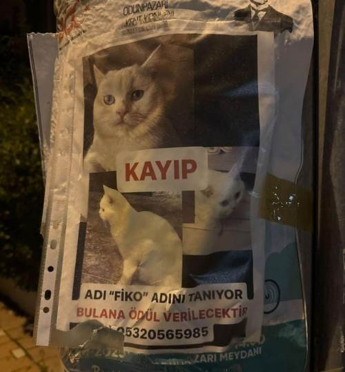 Eskişehir'in her yerinde "Fiko" aranıyor!