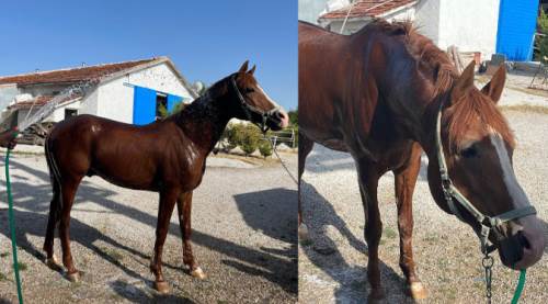 Eskişehir’in kavurucu sıcağında böyle serinledi