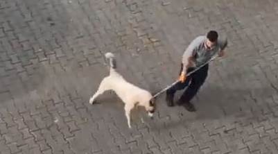 Eskişehir'in komşusu Kütahya'da köpekler toplanıyor mu?