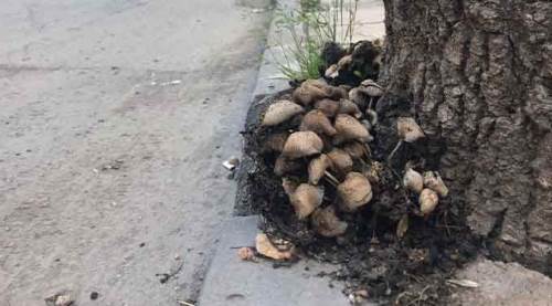 Eskişehir’in merkezi birden bu mantarlarla doldu!