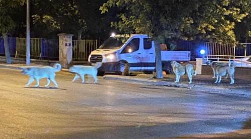 Eskişehir'in merkezinde tedirgin eden sürü!