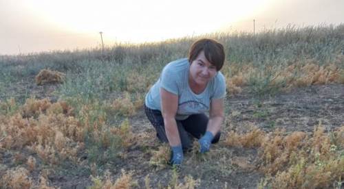 Eskişehir'in o ilçesinde hasat başladı!