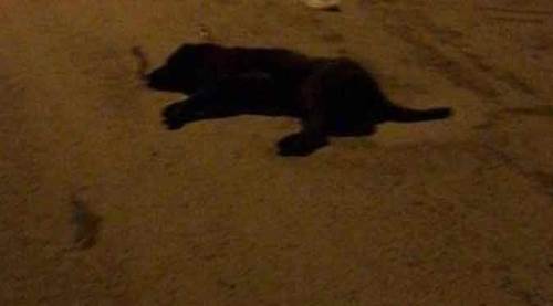 Eskişehir'in o ilçesinde köpek katliamı!