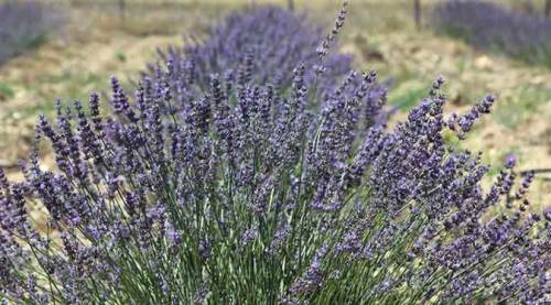 Eskişehir'in o ilçesinde yeni dönem başlıyor