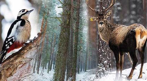 Eskişehir'in o ilçesindeki ormandan muhteşem fotoğraflar