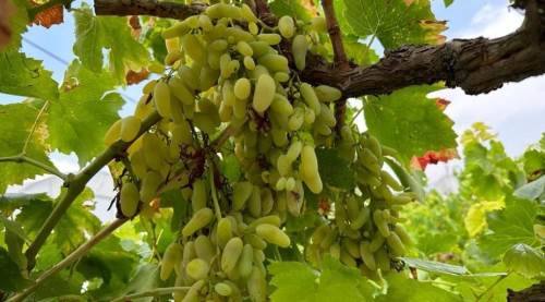 Eskişehir'in rekortmen ilçesine kötü haber