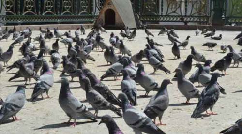 Eskişehir'in şanslı ve şanssız kuşları