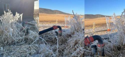 Eskişehir'in soğuğu tarlayı böyle dondurdu!