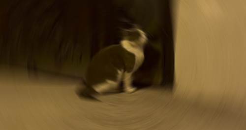 Eskişehir'in sokakları terkedilenlerle doldu!