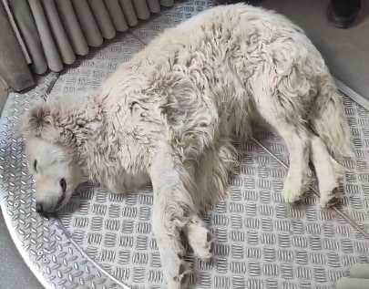 Eskişehir'in tramvayında sevimli yolcu