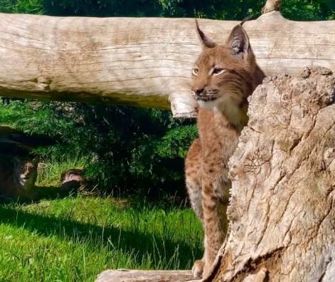 Eskişehir'in uğrak noktası artık yeni konuklara sahip: Mutlaka görmelisiniz!