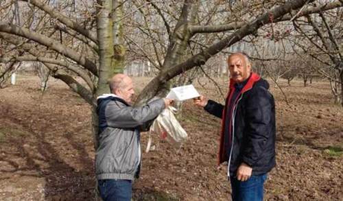 Eskişehir'in ünlü kirazları böyle korunuyor!