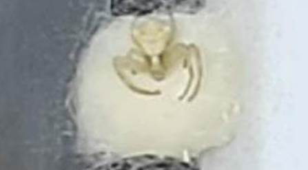 Eskişehir'in yanı başında bu canlıyı görünce...