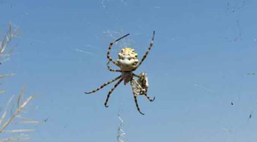 Eskişehir'in yanı başında dünyanın en zehirli örümceklerinden biri görüldü!
