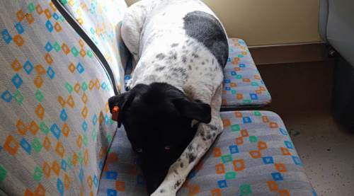 Eskişehir klasiği: Tramvayın tatlı misafiri