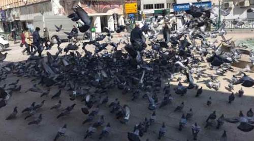 Eskişehir Köprübaşı'nda ilginç manzara!