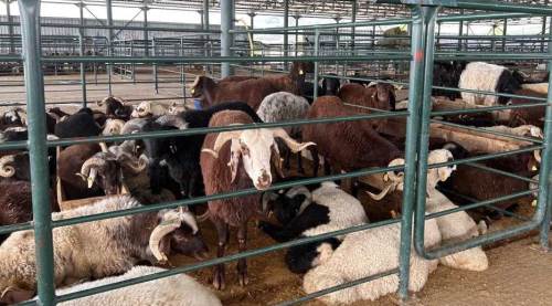 Eskişehir kurbanlık fiyatları ve satışında son durum