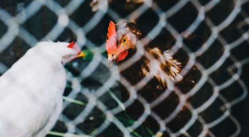 Eskişehir kuş gribiyle şokta: Denetimler sıkılaştı, karantina sürüyor!