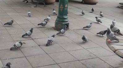 Eskişehir o güvercinleri ihmal etmiyor