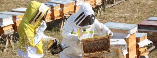 Eskişehir Odunpazarı’nda arıcılık eğitimleri başladı: Yüzlerce kişi katıldı!