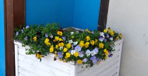 Eskişehir onlarla renkleniyor