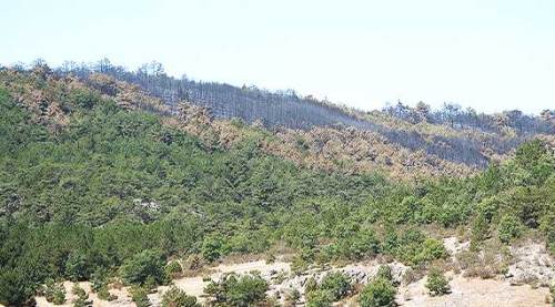 Eskişehir orman yangınından sıcak gelişme