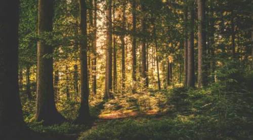 Eskişehir ormanları için acil önlem şart!