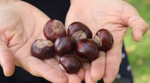 Eskişehir parklarında gizli tehlike: Zehirleyebilir!