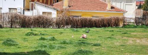 Eskişehir parklarında hijyen alarmı: Vatandaş endişeli!