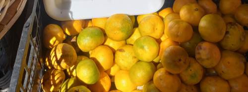 Eskişehir pazarlarında mandalina tezgahlardaki yerini aldı