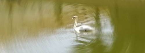 Eskişehir Porsuk Çayı'nda gülümseten görüntü!