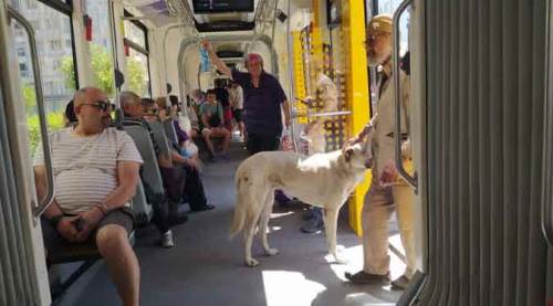 Eskişehir sıcağında gülümseten görüntü! 