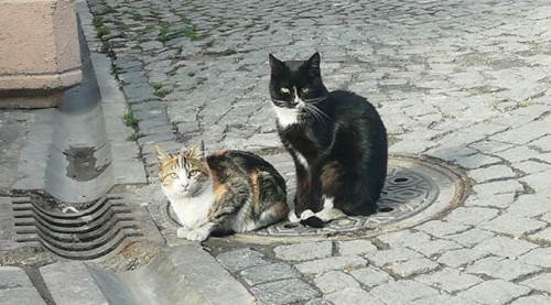 Eskişehir soğuğuna kedilerden ilginç çözüm