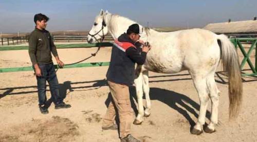 Eskişehir soğuğunda milyonluk atlara böyle bakıyorlar