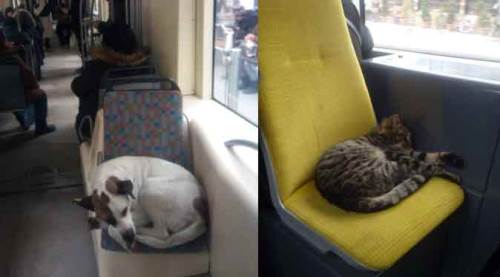 Eskişehir soğuğunda tramvaya sığınıyorlar