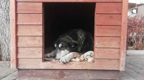 Eskişehir soğukları onları da zorluyor