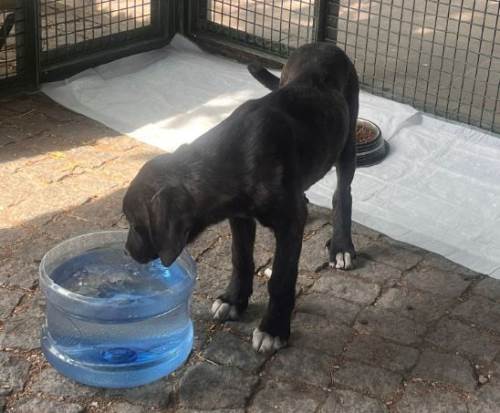 Eskişehir sokak hayvanlarına yeni bir hayat sunuyor!